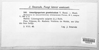 Amastigosporium graminicola image